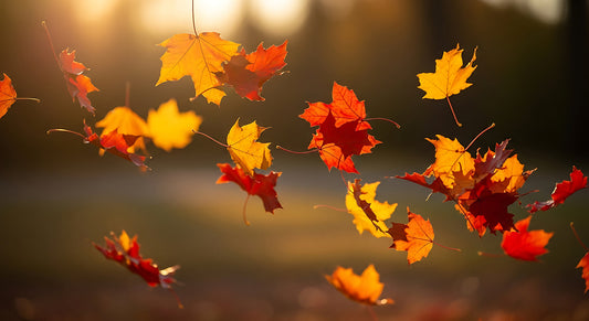 季節の移ろいに気づく瞬間