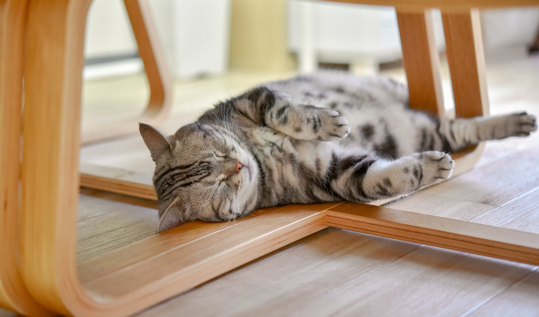 猫って、ずるいよね
