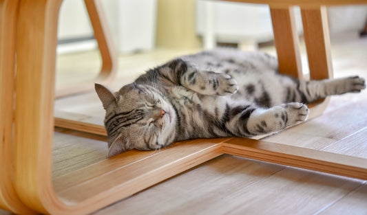 猫って、ずるいよね